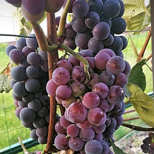 Vitis vinifera 'Gražina' - Harilik viinapuu 'Gražina' C7/7L